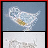 [Click to enlarge image]