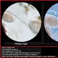 [Click to enlarge image]