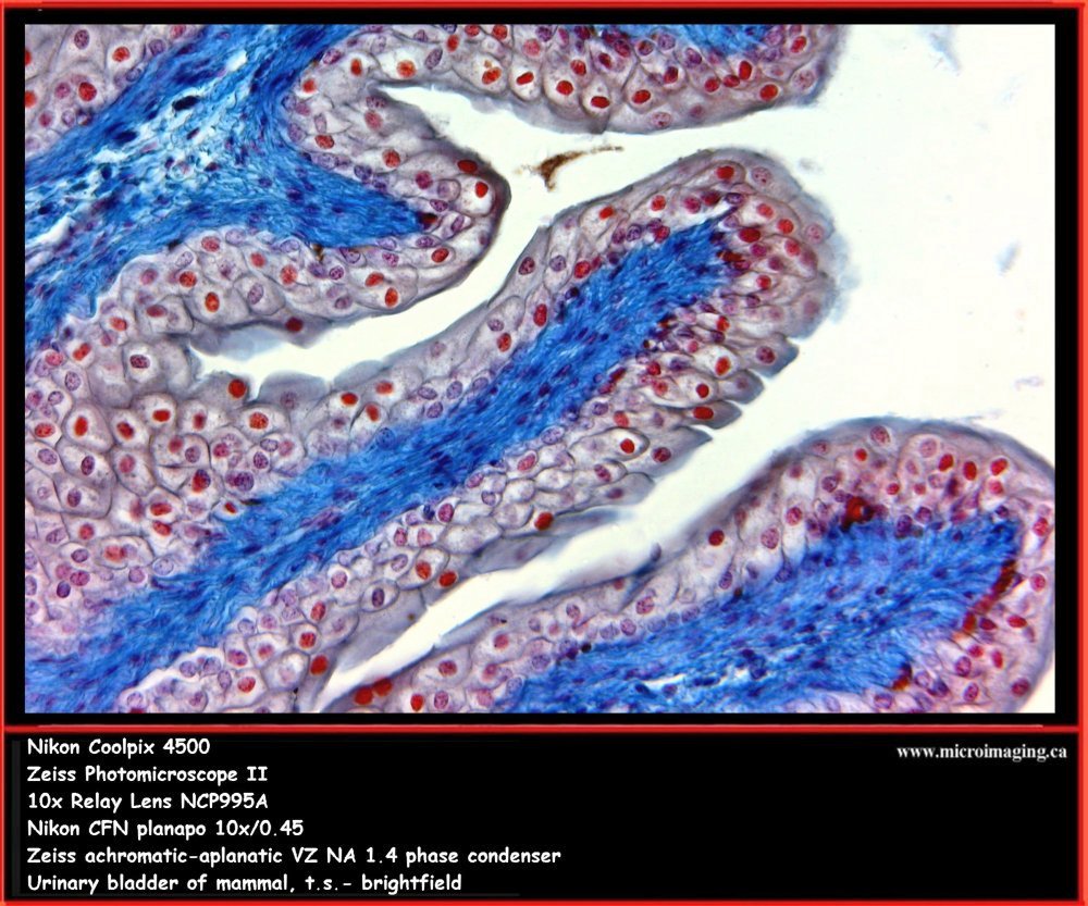 Urinary bladder - mammal