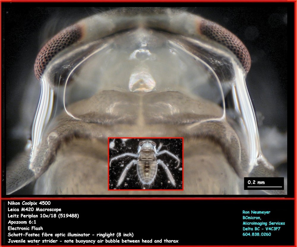Juvenile Water strider