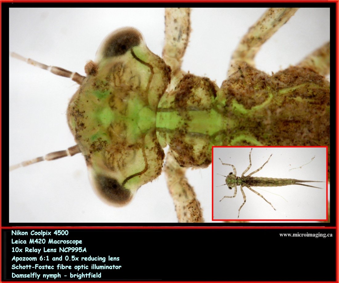 Damselfly nymph