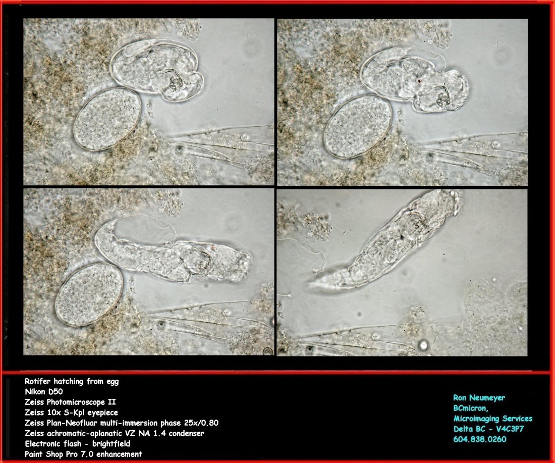 Rotifer hatching from egg