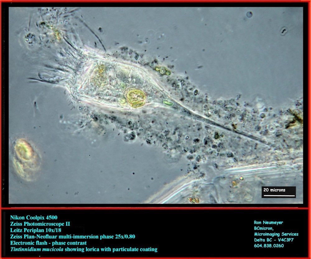 Tintinnidium mucicola